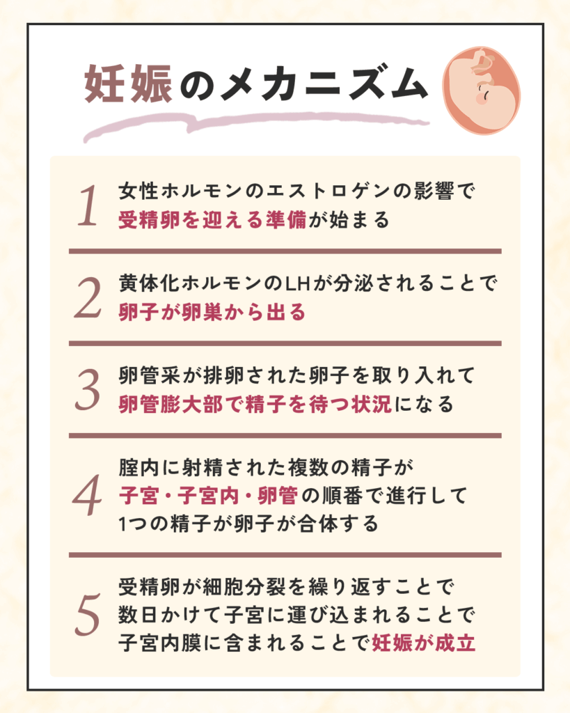 妊娠をするメカニズム