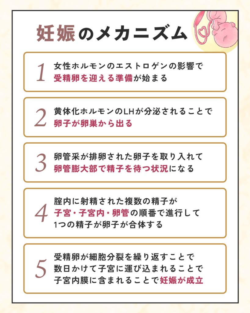 妊娠のメカニズム