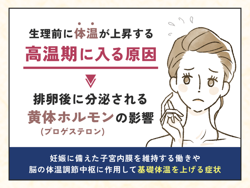 生理前の高温期は排卵後に分泌される黄体ホルモン(プロゲステロン)の影響