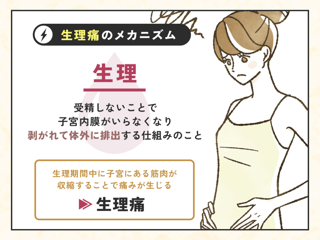 生理中の食べ物でおすすめな種類を選ぶ前に知りたいこと①：生理痛が生じるメカニズム