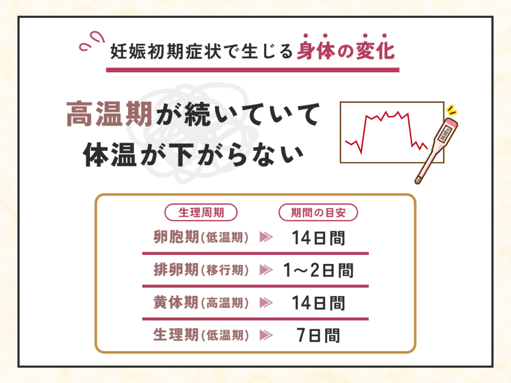 妊娠初期症状で生じる身体の変化②：高温期が続いていて体温が下がらない
